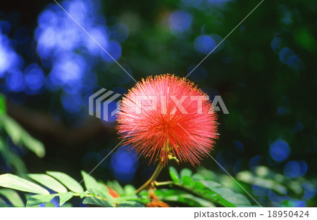 Kali Andorra Kali Andorra 18950424