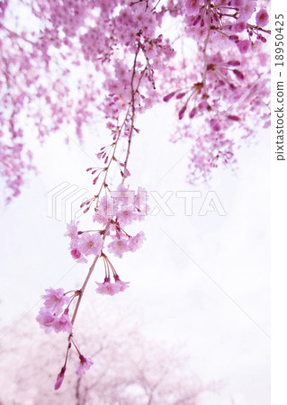 Cherry Blossoms Cherry Blossoms 18950425
