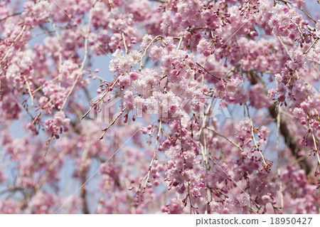 Cherry Blossoms	 18950427