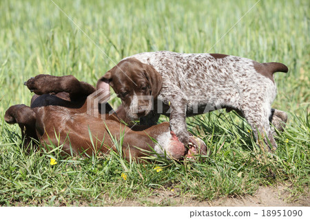 Amazing bitch playing with its puppies 18951090