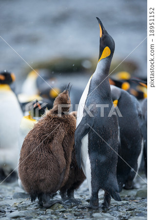 King Penguin, Antarctica King Penguin, Antarctica 18951152