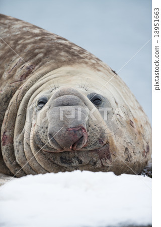 Close-up of male southern elephant seal 18951663