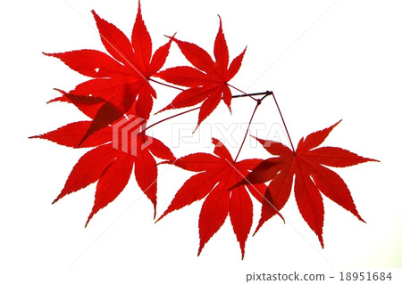 Transmission light photography of red maple maple 18951684