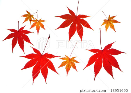 紅槭楓樹傳輸光攝影 18951690