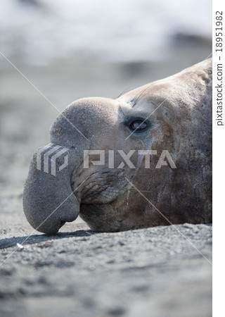 Close-up of male southern elephant seal 18951982
