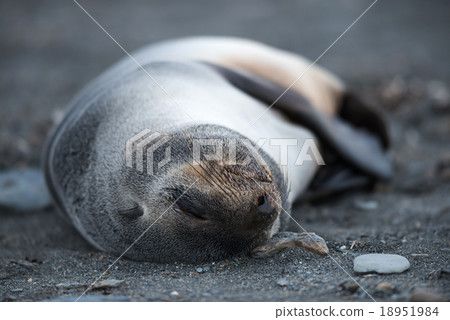 Antarctic fur seal, South Georgia, Antarctica Antarctic fur seal, South Georgia, Antarctica 18951984