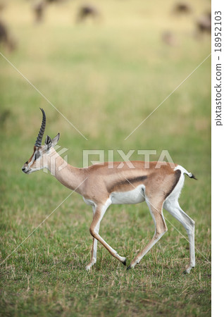 Thomson's gazelle (Eudorcas thomsonii) 18952103