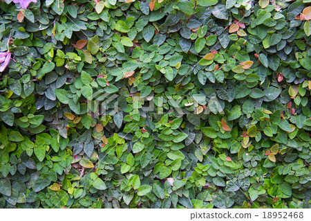 Creeping fig on the wall. 18952468