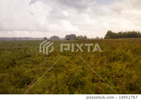 Summer landscape in the country on a foggy day Summer landscape in the country on a foggy day 18952767