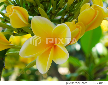 Indonesian Bali Frangipani Indonesian Bali Frangipani 18953048