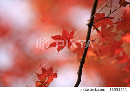 秋葉（楓） 18953531