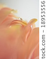 pink, drop, drip 18953556