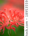 flower, red 18953559
