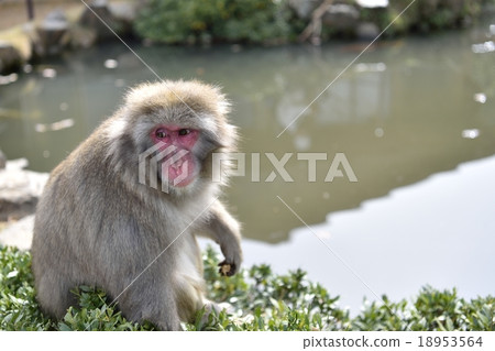 Arashiyama Monkey Park Arashiyama Monkey Park 18953564