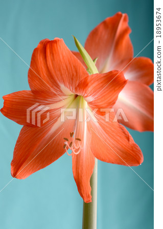 Beautiful red lily close up 18953674