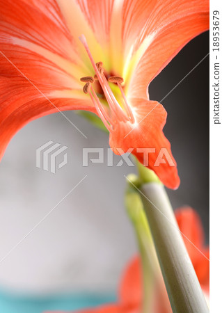 Beautiful red lily close up 18953679