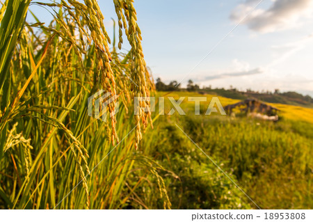 Green Terraced Rice Field in Pa Pong Pieng Green Terraced Rice Field in Pa Pong Pieng 18953808