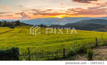 Green Terraced Rice Field in Pa Pong Pieng Green Terraced Rice Field in Pa Pong Pieng 18953811