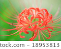 cluster amaryllis, flower, red 18953813
