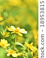 yellow, flower, green 18953815