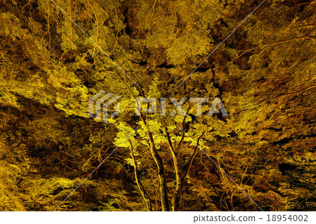 Aichi Prefecture Korankei Gorge Illuminated 18954002