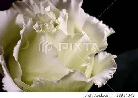  Turkey Powder 18954042