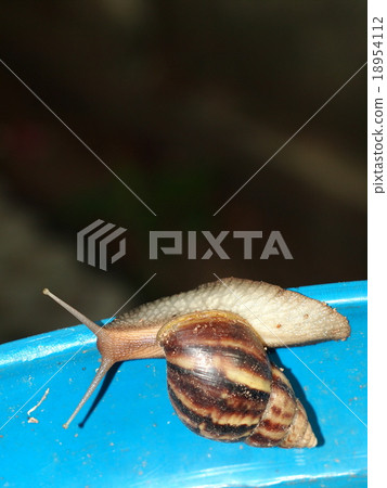 large tropical snail creeping in home garden 18954112