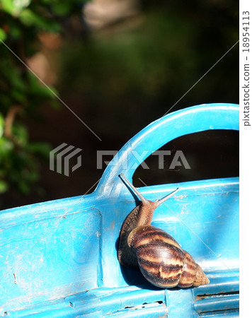 large tropical snail creeping in home garden 18954113