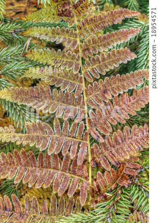 Frozen leaf of the fern 18954571