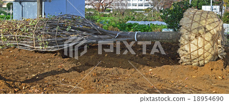 Root winding Root winding 18954690