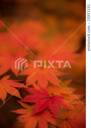 Autumn leaves 72 18955291