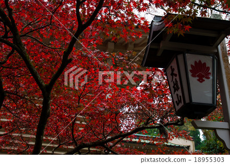 Autumn leaves Autumn leaves 18955303