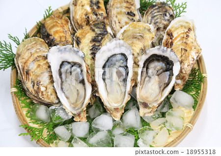 Fresh oysters for raw consumption studio photography 18955318