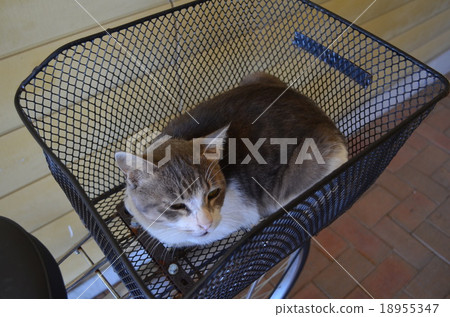 Cats and bicycles 18955347