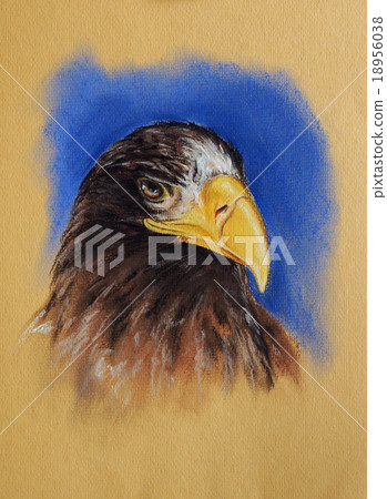 Steller's sea eagle portrait - pastel drawn bird Steller's sea eagle portrait - pastel drawn bird 18956038
