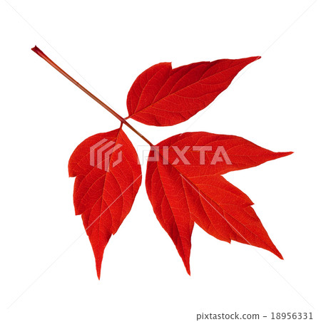 Red acer negundo leaf isolated on white Red acer negundo leaf isolated on white 18956331