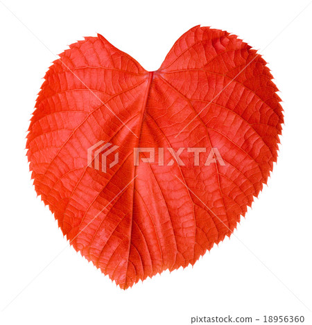 Red linden-tree leaf Red linden-tree leaf 18956360