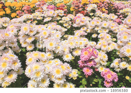 Multi-colored chrysanthemums in the garden Multi-colored chrysanthemums in the garden 18956380