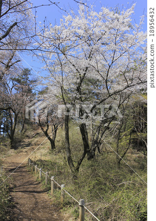 Sakura on the mountain path Tokyo · Mt. Takao Sakura on the mountain path Tokyo · Mt. Takao 18956432