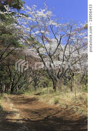 Sakura on the mountain path Tokyo · Mt. Takao Sakura on the mountain path Tokyo · Mt. Takao 18956433