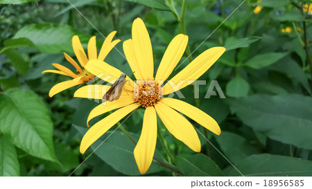 Yellow Tithonia diversifolia flower in garden. Yellow Tithonia diversifolia flower in garden. 18956585
