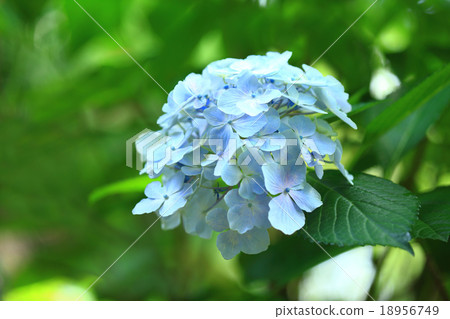 繡球花14 繡球花14 18956749