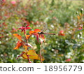 蜻蜓 18956779