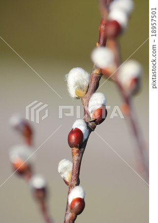 Willow Buds close up at early spring Willow Buds close up at early spring 18957501