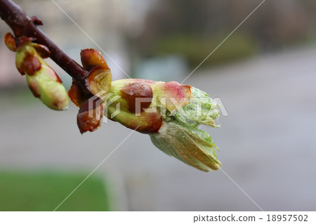 Young chestnut bud Young chestnut bud 18957502