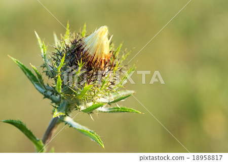 Bud Carline thistle. 18958817