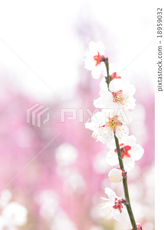 白梅（高鍵） 18959032