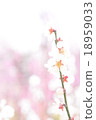 白梅（高鍵） 18959033