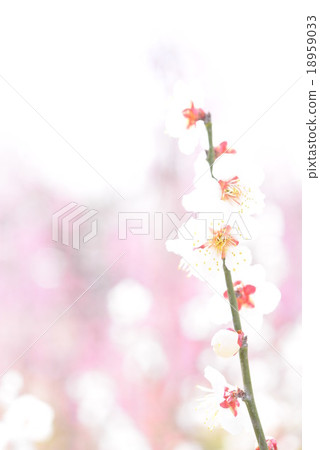 白梅(高鍵) 白梅(高鍵) 18959033