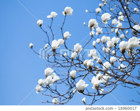 Kobushi flower (empty bag) 18960017